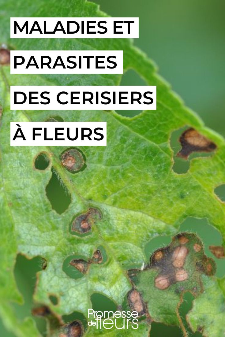 soigner un cerisier à fleurs