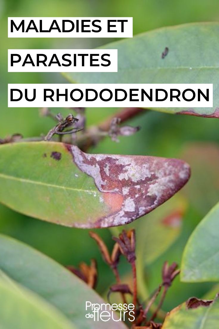 soigner un rhododendron