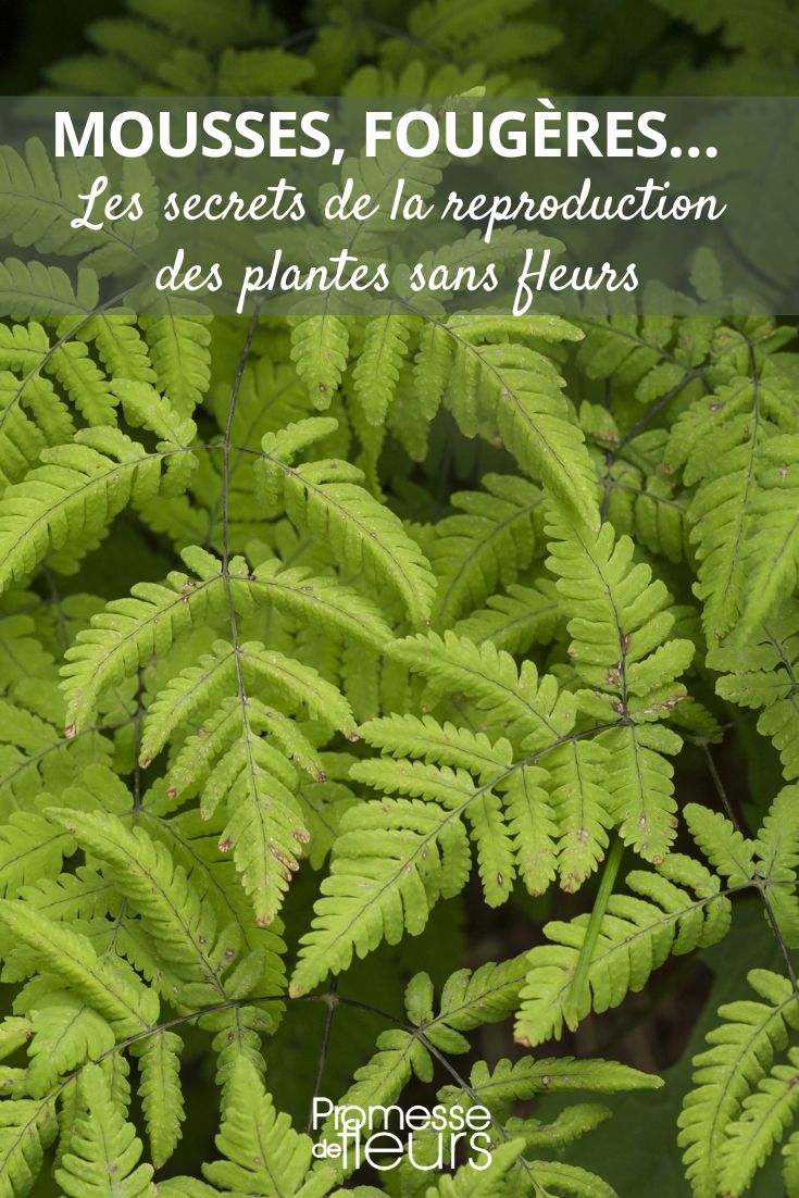 Gymnocarpium Dryopteris / Gymnocarpium Dryoptère