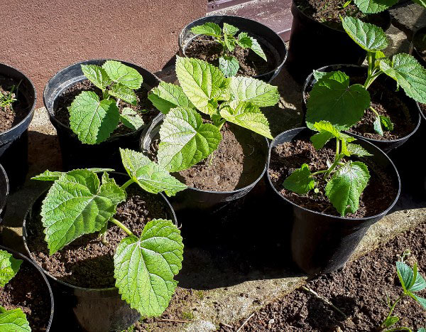 Comment multiplier le Paulownia ?