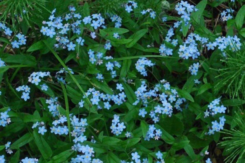 Myosotis