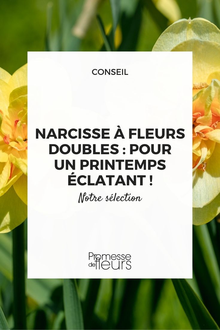 narcisse fleurs doubles