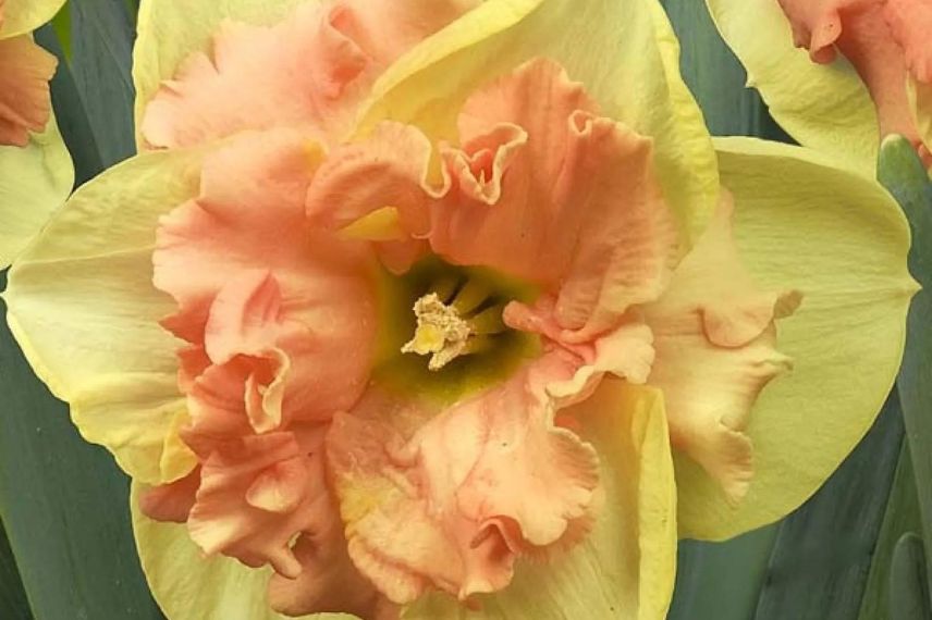 Narcisse à fleur d'orchidée