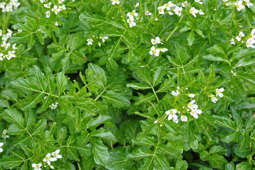 Nasturtium officinale