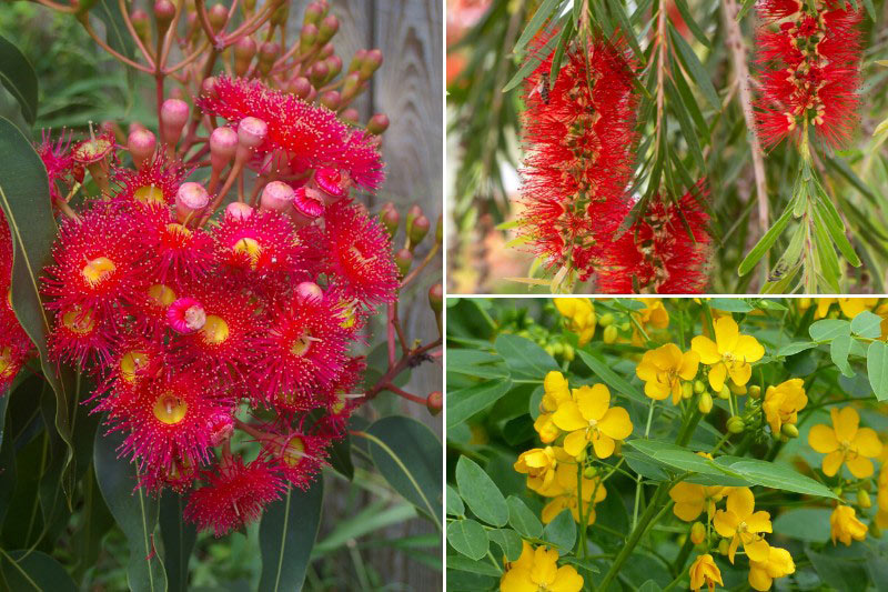 Associer le Corymbia ficifolia