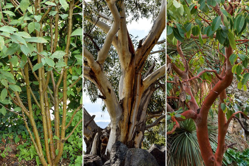 Comment associer l'Eucalyptus 'Mont Bogong'