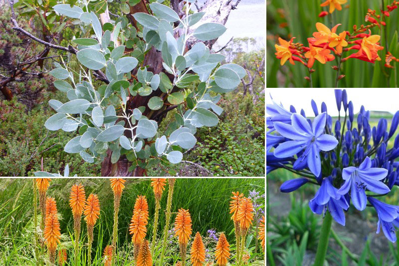 Comment associer l'Eucalyptus coccifera