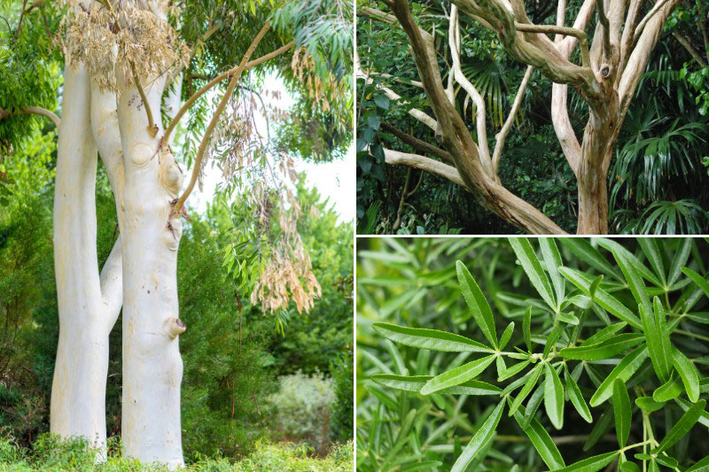 Inspiration pour associer l'Eucalyptus dalrympleana
