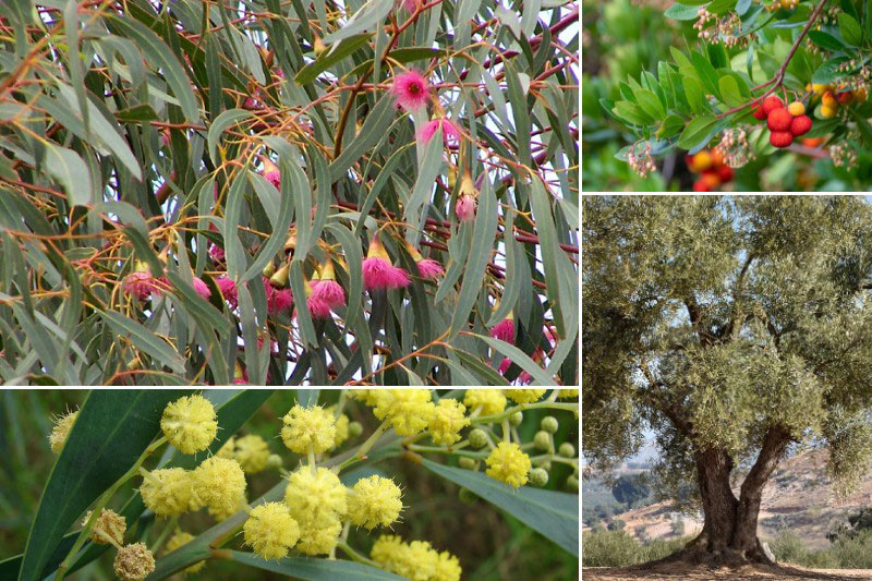 Inspiration pour associer l'Eucalyptus leucaxylon 'Rosea'