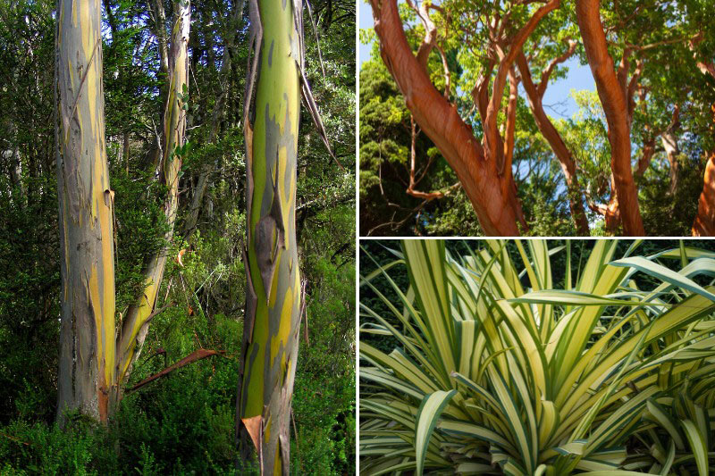 Associer l'Eucalyptus subcrenulata