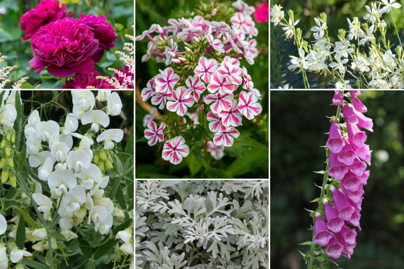 Massif romantique avec le Phlox 'Twister'