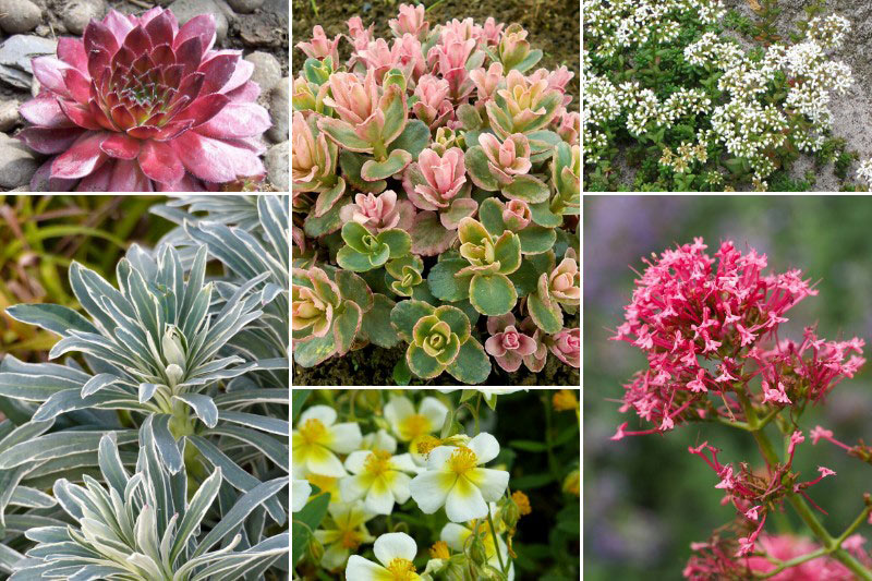 Comment associer le Sedum 'Pinky'