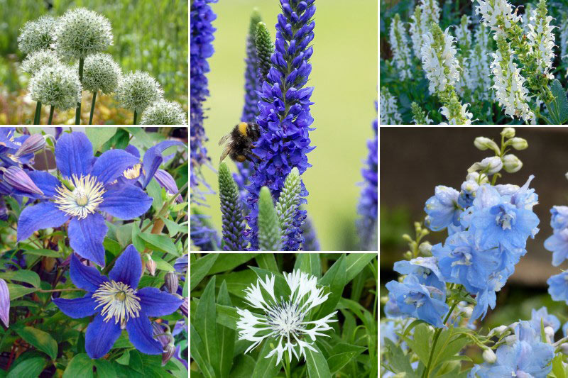 Massif en bleu et blanc avec la Veronica 'Ulster Dwarf Blue'