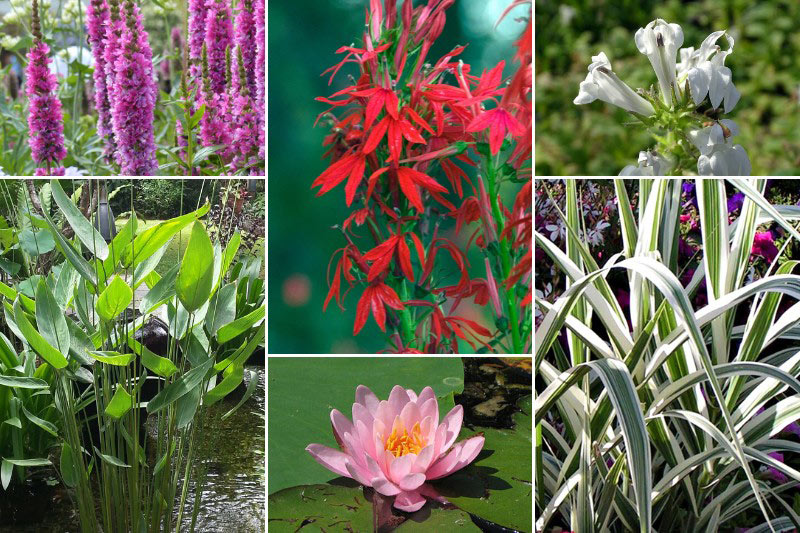 Association en bordure de bassin avec le Lobelia cardinalis