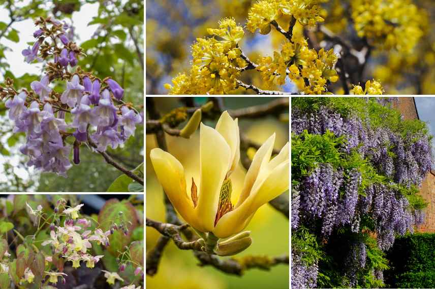 associer le Paulownia au printemps couleurs jaunes