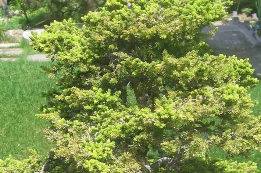 Picea jezoensis var. hondoensis 