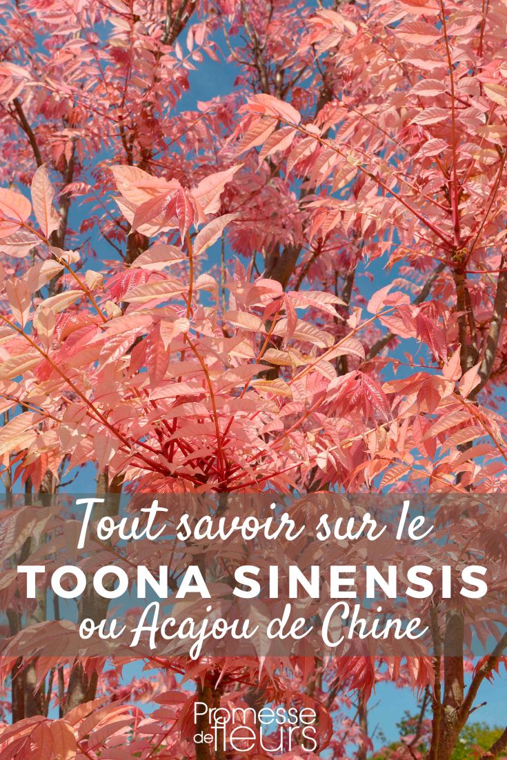 Toona sinensis ou Acajou de Chine : planter et cultiver