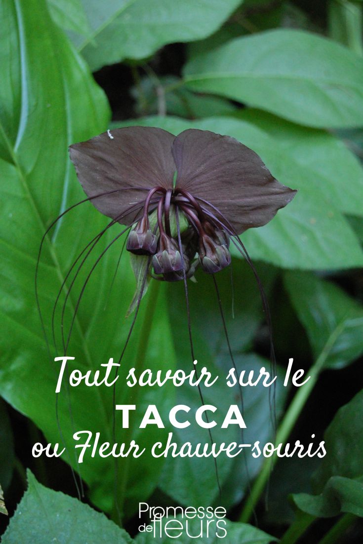 fleur chauve-souris