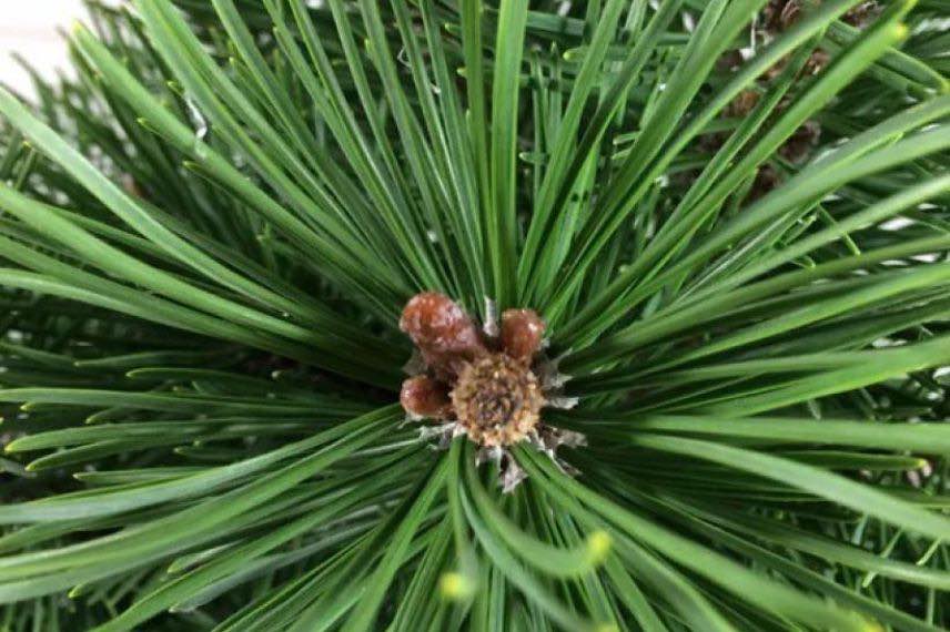 Pinus mugo