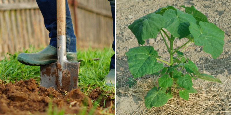 Nos conseils pour planter un Paulownia