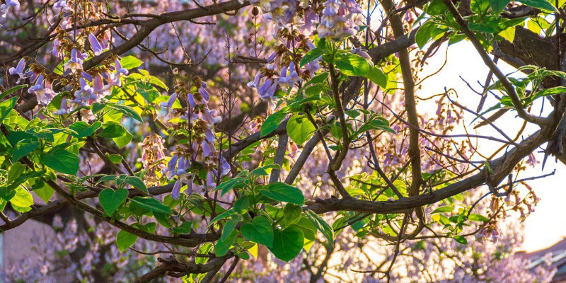 Paulownia tomentosa