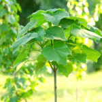 Comment planter un Paulownia ?