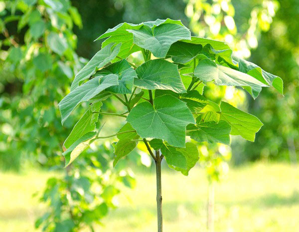 Comment planter un Paulownia ?