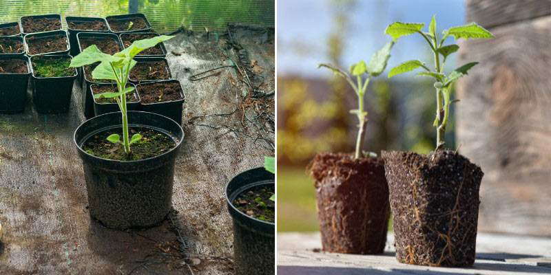 Comment planter un Paulownia