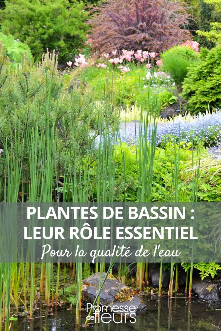 plantes aquatiques bassin mare