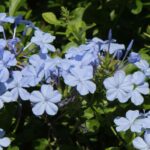 Dentelaire du Cap - Plumbago : culture et entretien