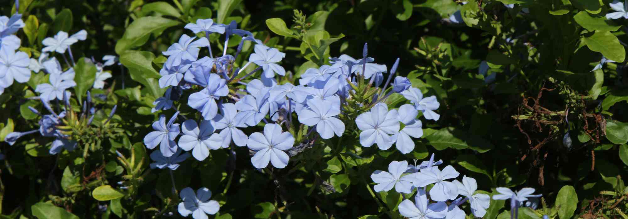 Dentelaire du Cap - Plumbago : culture et entretien