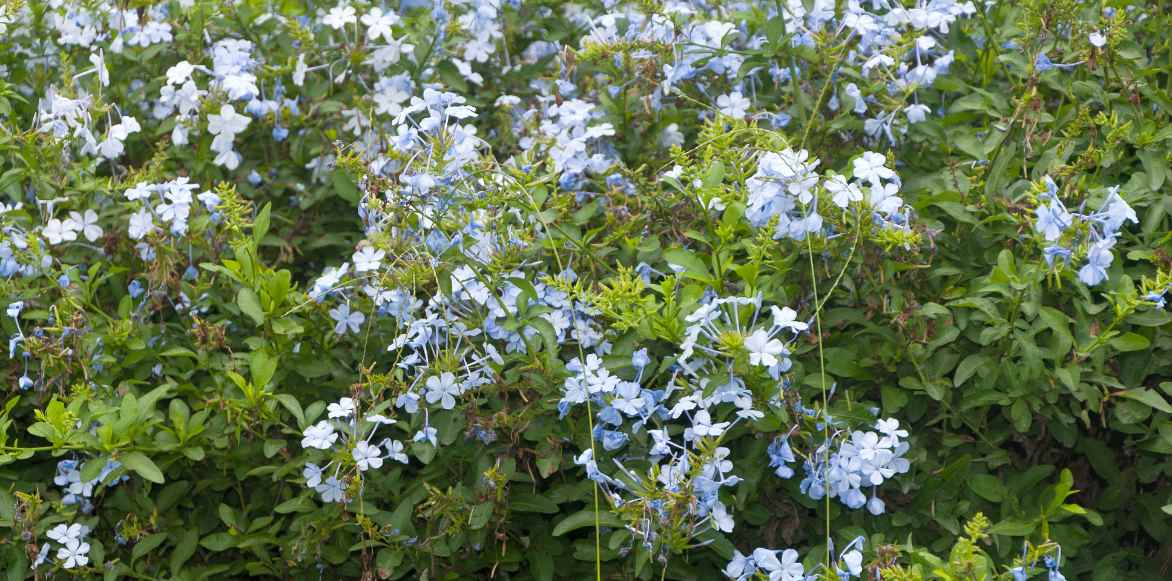 dentelaire du cap, plumbago