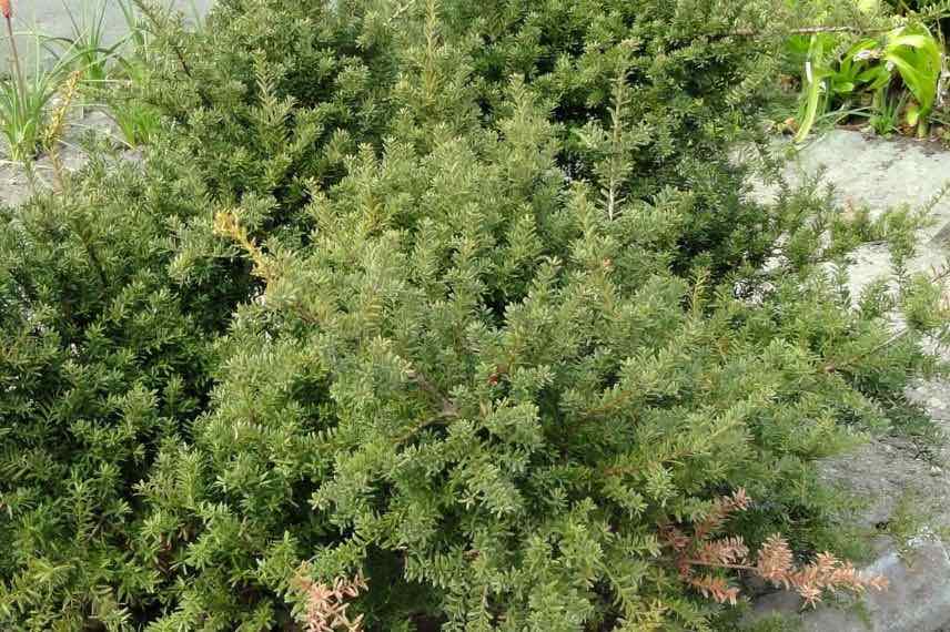 Podocarpus nivalis
