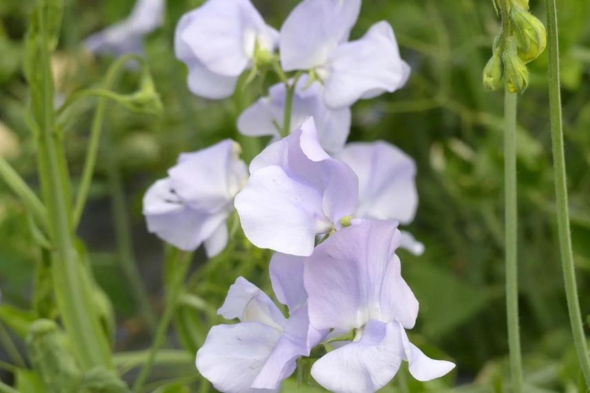 Lathyrus odoratus