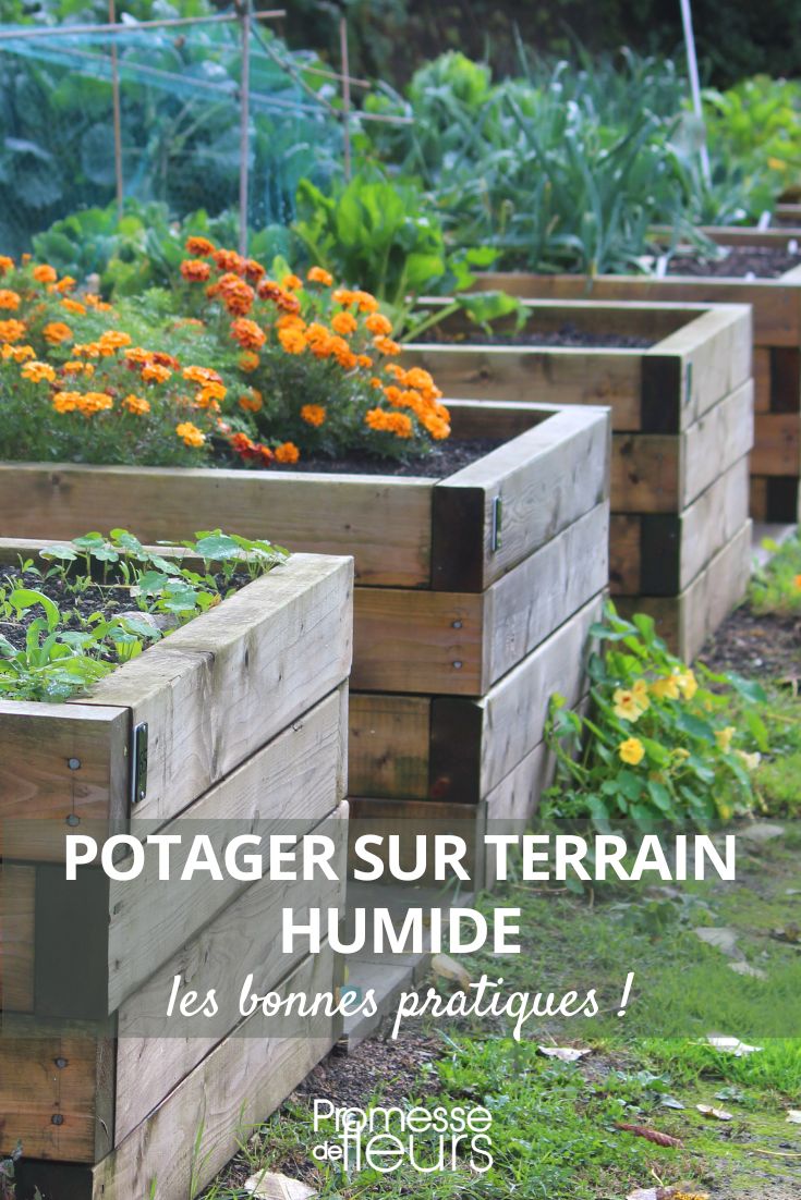 Comment avoir des récoltes abondantes au potager malgré un sol humide ?