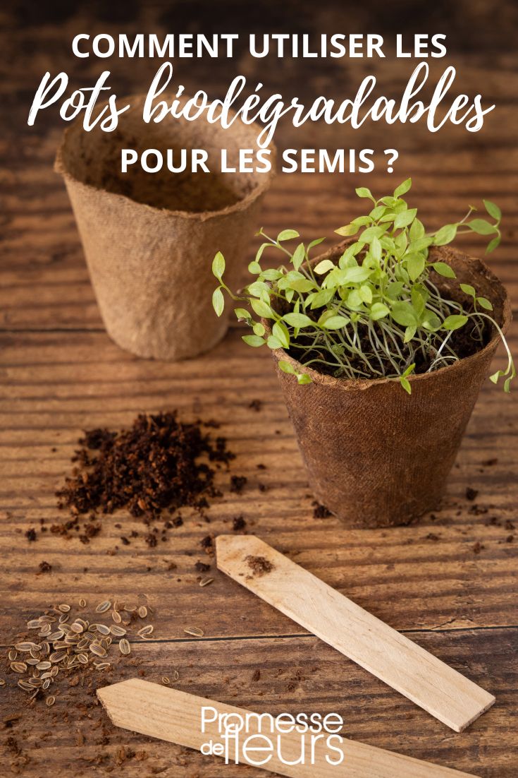 pot à semis