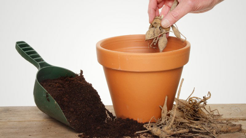 Plantation de tubercules de dahlias en pot