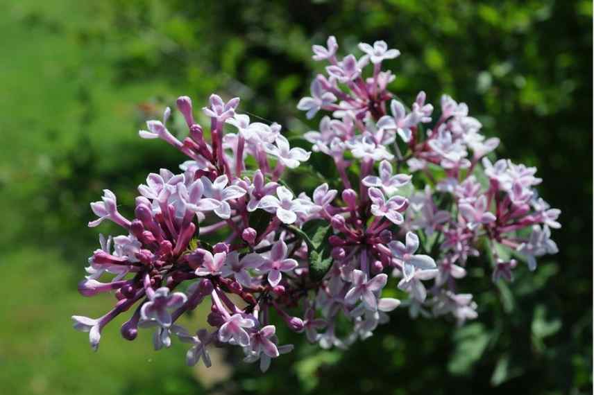 lilas parfum