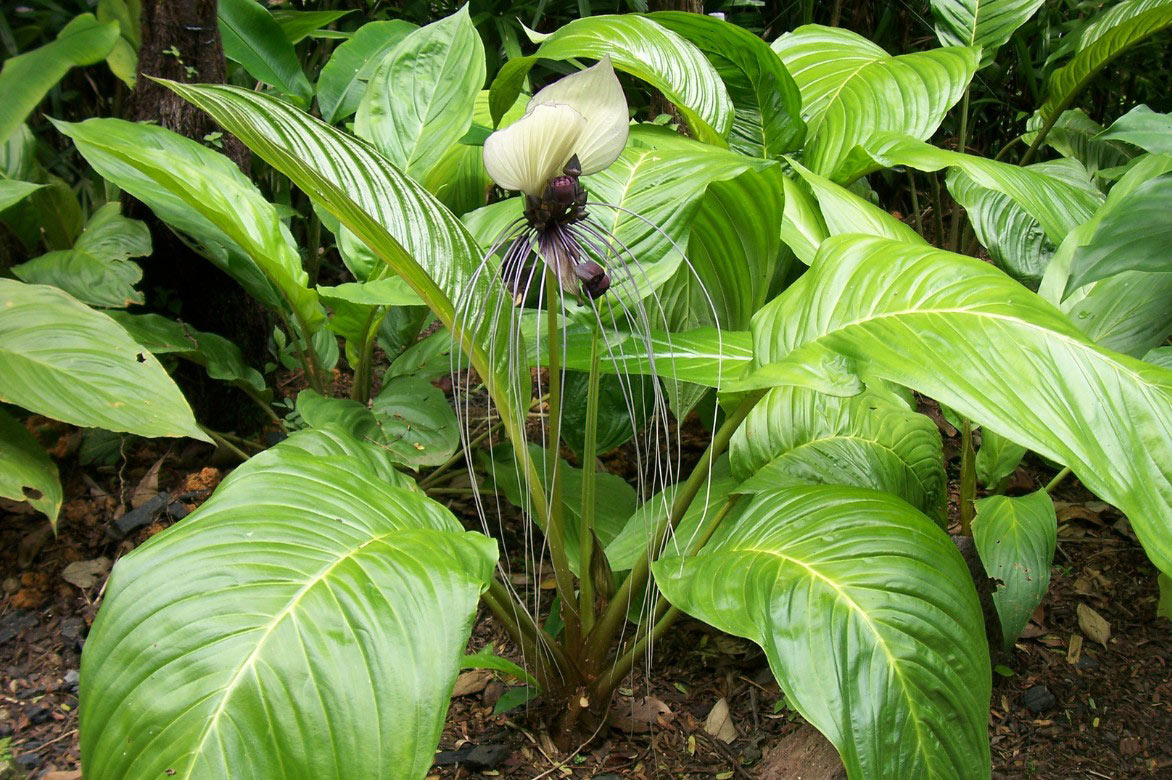 Tacca, Fleur chauve-souris