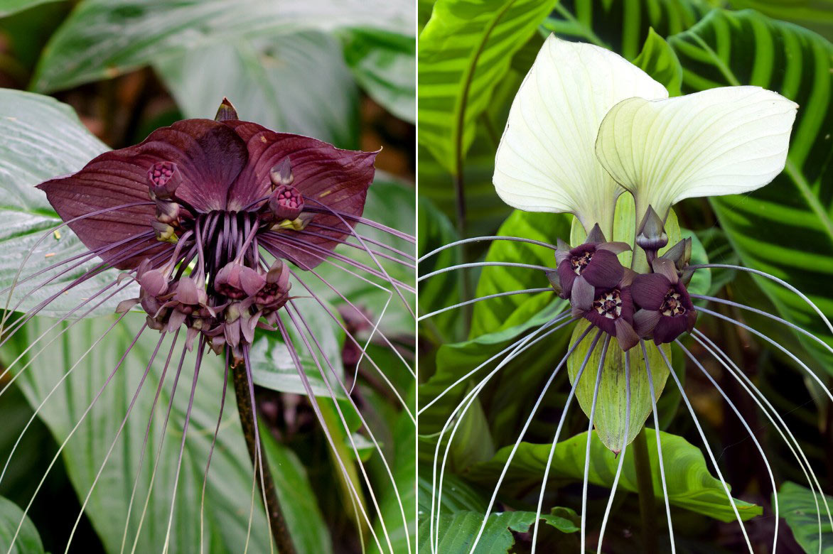 Fleurs de Tacca pourpres et blanches