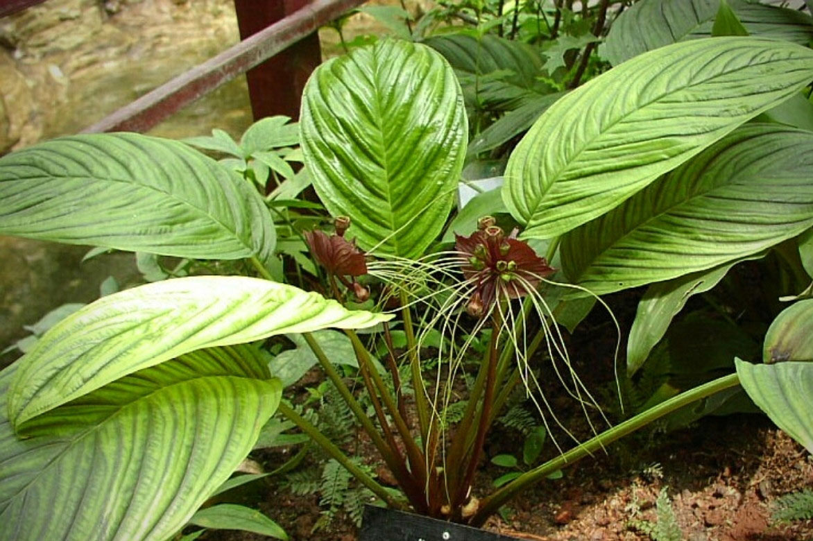 Fleur chauve-souris, Tacca chantrieri