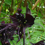 Tacca : plantation, culture, entretien