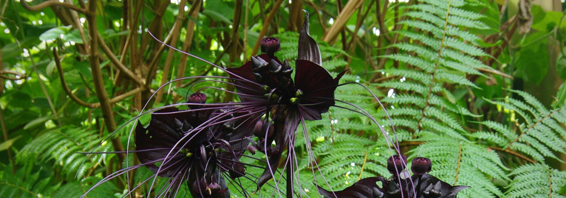 Tacca : plantation, culture, entretien