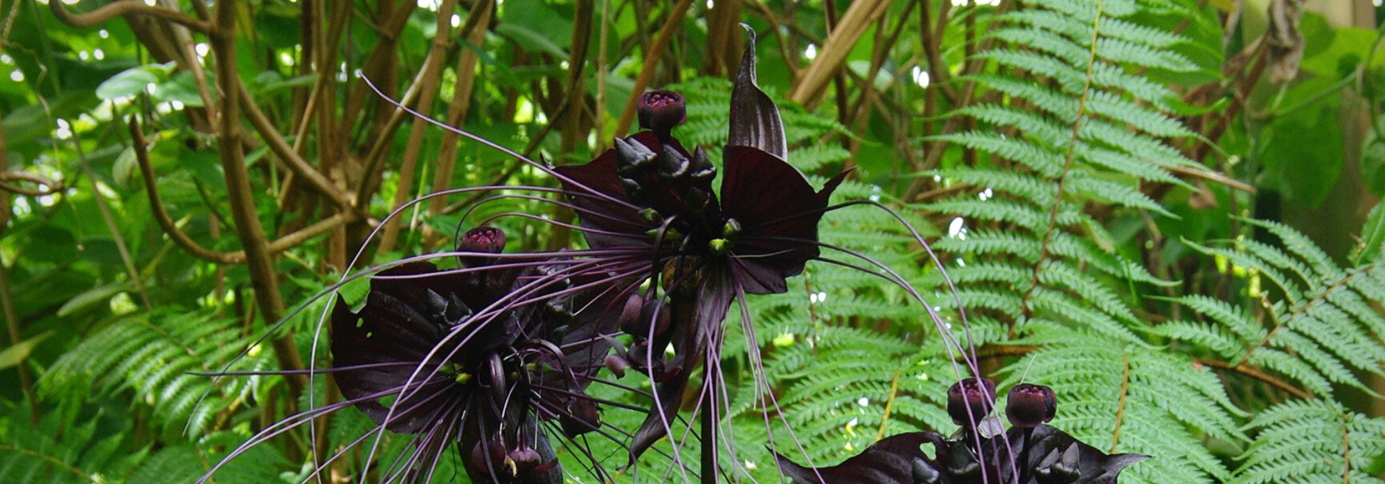 Tacca : plantation, culture, entretien