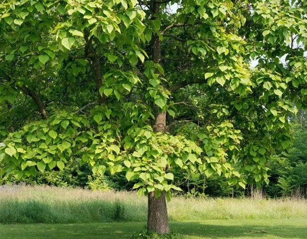 Comment tailler un Catalpa ?