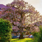 Comment tailler le Paulownia ?