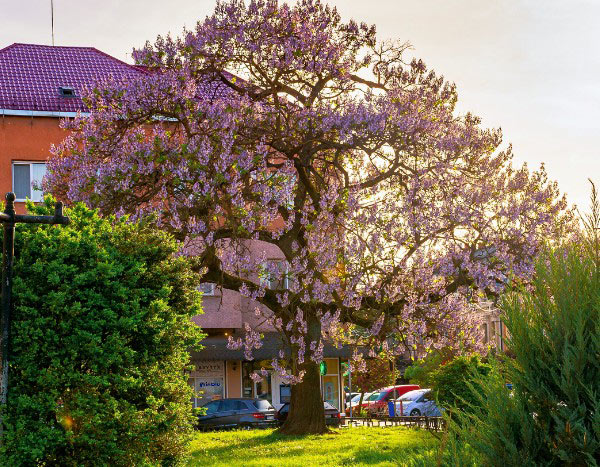 Comment tailler le Paulownia ?