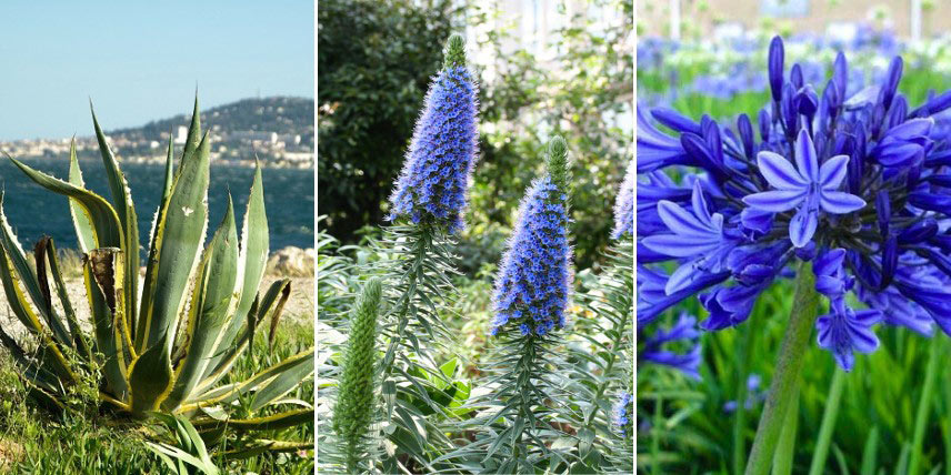 Fleurs bleu indigo dans un jardin de bord de mer