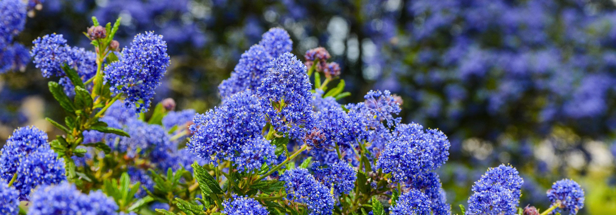 Tendance : sublimez votre jardin avec le bleu indigo !