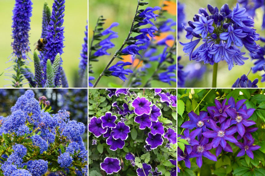 Quelques exemples de fleurs bleu indigo